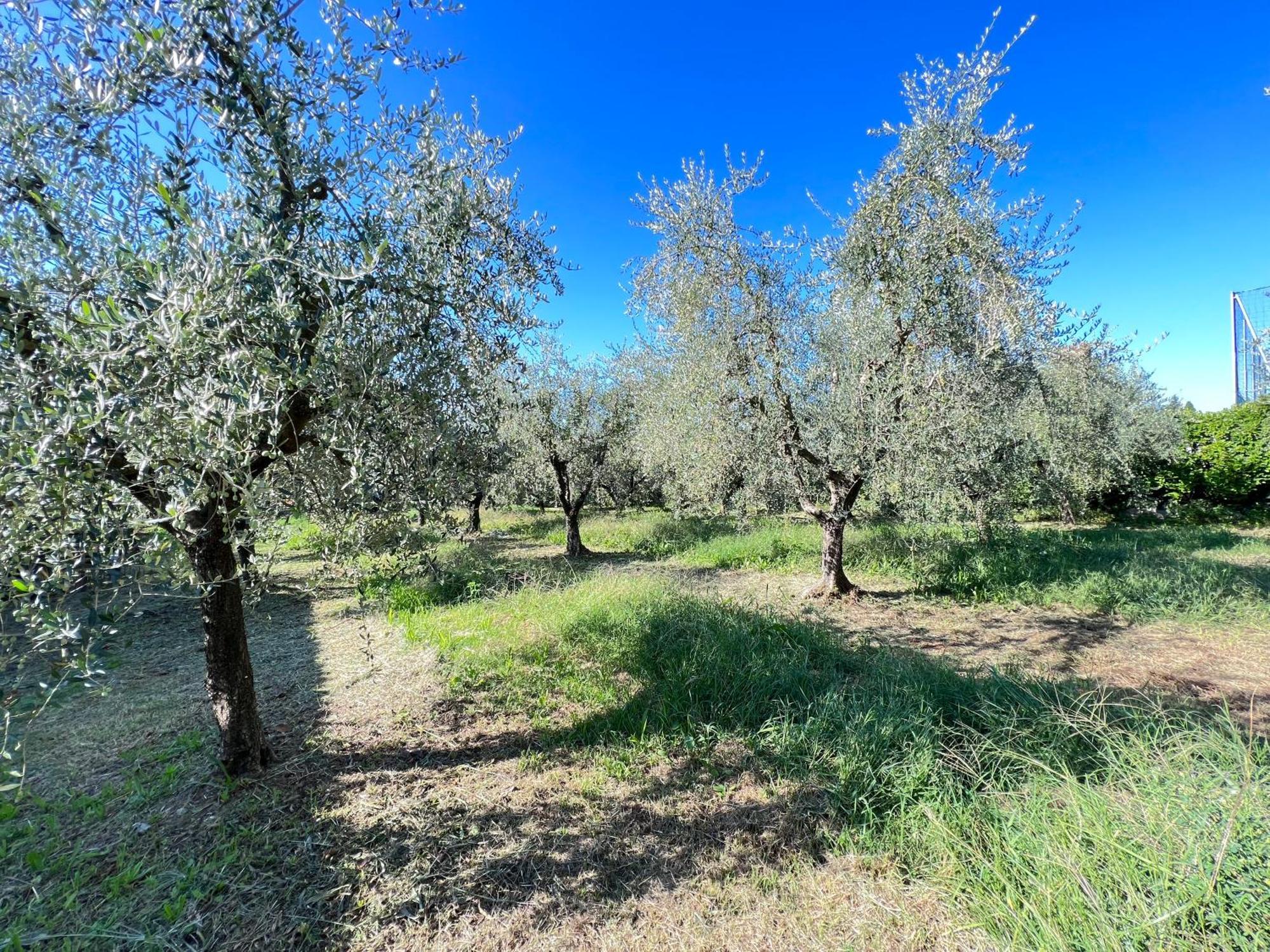 Villa Anna With Pool And Lift Capannori Exterior foto
